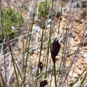 Photographie n°21284 du taxon Schoenus nigricans L. [1753]