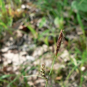 Photographie n°21287 du taxon Carex tomentosa L. [1767]