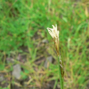 Photographie n°21291 du taxon Carex depressa Link [1800]