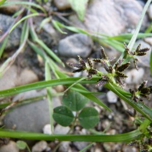 Photographie n°21292 du taxon Cyperus fuscus L. [1753]