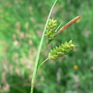 Photographie n°21296 du taxon Carex pallescens L. [1753]