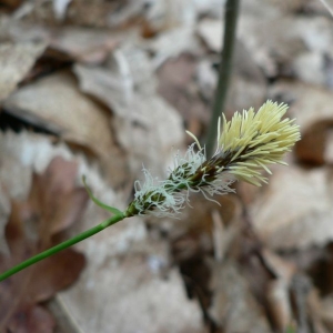 Photographie n°21300 du taxon Carex umbrosa Host [1801]