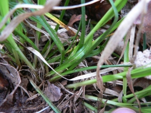 Mathieu MENAND, le 29 février 2008 (Le Fousseret)