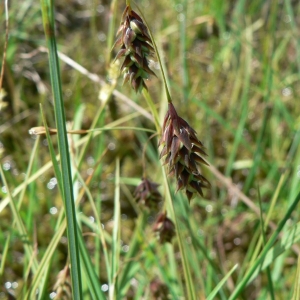 Photographie n°21307 du taxon Carex limosa L. [1753]