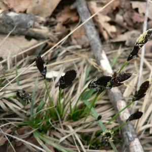 Carex montana L. (Laiche des montagnes)