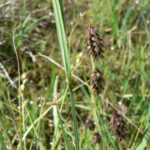 Photographie n°21312 du taxon Carex limosa L. [1753]