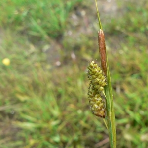 Photographie n°21313 du taxon Carex pallescens L. [1753]