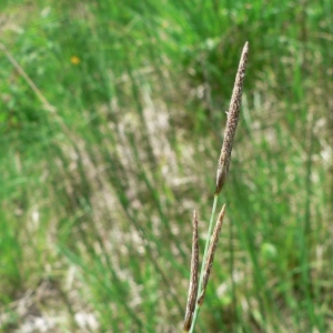 Photographie n°21314 du taxon Carex vesicaria L. [1753]