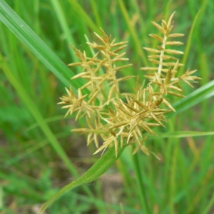 Photographie n°21316 du taxon Cyperus esculentus L. [1753]