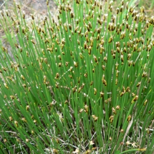 Photographie n°21318 du taxon Trichophorum cespitosum (L.) Hartm. [1849]