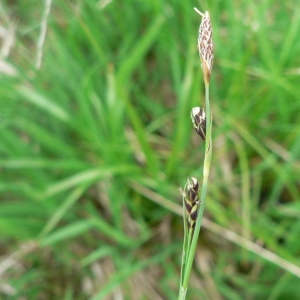 Photographie n°21322 du taxon Carex panicea L. [1753]