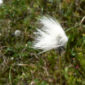 Photographie n°21323 du taxon Eriophorum vaginatum L. [1753]