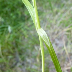 Photographie n°21326 du taxon Carex spicata Huds. [1762]