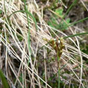 Photographie n°21333 du taxon Carex ornithopoda Willd. [1805]