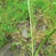  Mathieu MENAND - Carex depressa Link [1800]
