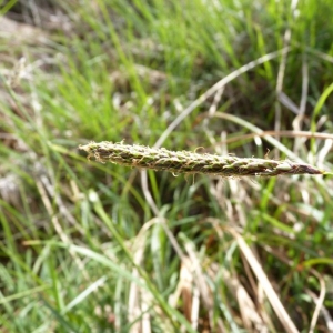 Photographie n°21341 du taxon Carex laevigata Sm. [1800]