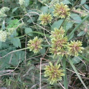 Photographie n°21343 du taxon Cyperus eragrostis Lam. [1791]