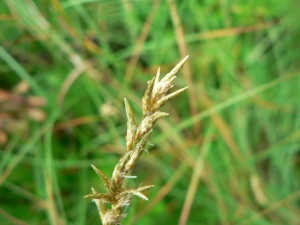 Mathieu MENAND, le 16 juin 2008 (Boutx)