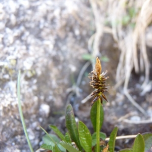  - Carex pyrenaica Wahlenb. [1803]