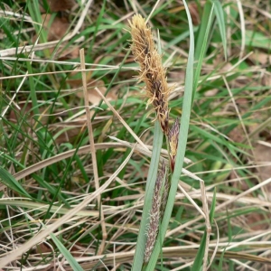 Photographie n°21362 du taxon Carex flacca Schreb. [1771]