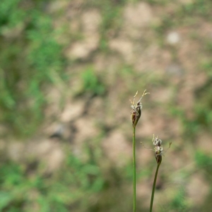 Eleocharis acicularis (L.) Roem. & Schult. (Scirpe épingle)