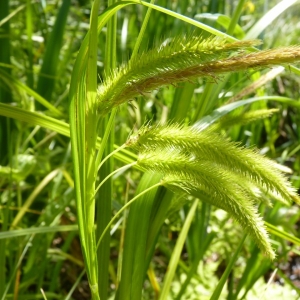 Photographie n°21364 du taxon Carex pseudocyperus L. [1753]