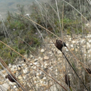 Photographie n°21366 du taxon Schoenus nigricans L. [1753]