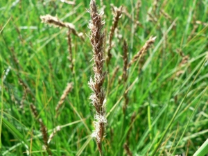Mathieu MENAND, le  3 juin 2009 (Murat)