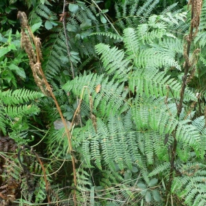 Photographie n°21378 du taxon Pteridium aquilinum (L.) Kuhn [1879]