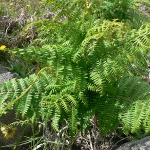 Photographie n°21379 du taxon Pteridium aquilinum (L.) Kuhn [1879]