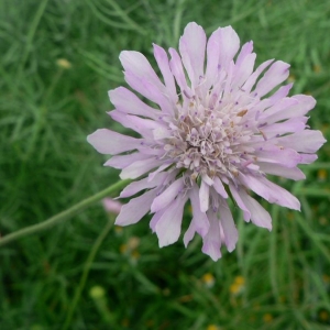 Photographie n°21384 du taxon Knautia integrifolia (L.) Bertol. [1836]