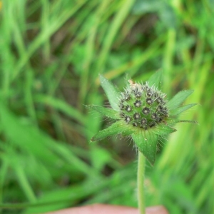 Photographie n°21389 du taxon Knautia arvernensis (Briq.) Szabó [1934]