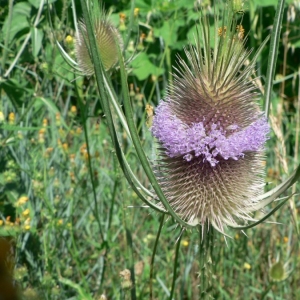 Photographie n°21394 du taxon Dipsacus fullonum L.