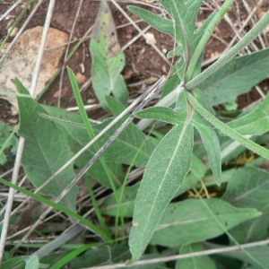 Photographie n°21400 du taxon Knautia arvensis (L.) Coult. [1828]