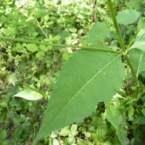 Photographie n°21404 du taxon Dipsacus pilosus L.