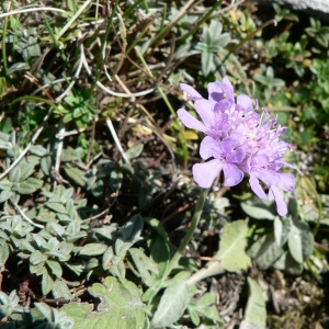 Photographie n°21409 du taxon Scabiosa cinerea Lapeyr. ex Lam. [1792]