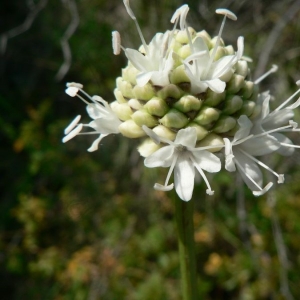 Photographie n°21410 du taxon Cephalaria leucantha (L.) Schrad. ex Roem. & Schult. [1818]