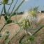  Mathieu MENAND - Dipsacus laciniatus L.