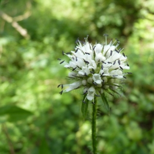 Photographie n°21412 du taxon Dipsacus pilosus L.