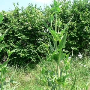 Photographie n°21416 du taxon Dipsacus laciniatus L.