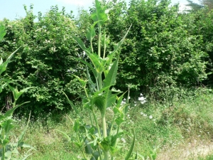 Mathieu MENAND, le 25 juin 2008 (Bourret)