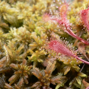 Photographie n°21418 du taxon Drosera longifolia L. [1753]