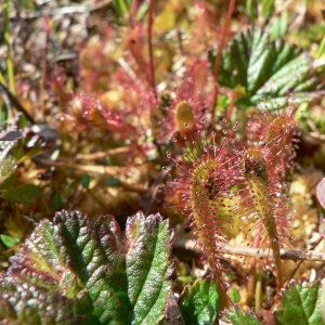 Photographie n°21420 du taxon Drosera longifolia L. [1753]