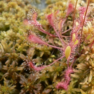 Photographie n°21424 du taxon Drosera longifolia L. [1753]