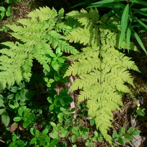 Photographie n°21426 du taxon Dryopteris carthusiana (Vill.) H.P.Fuchs [1959]