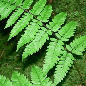 Photographie n°21427 du taxon Dryopteris remota (A.Braun ex Döll) Druce [1908]