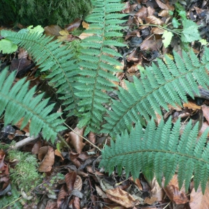 Photographie n°21436 du taxon Polystichum aculeatum (L.) Roth [1799]