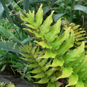 Polystichum falcatum (L.f.) Diels (Aspidie en faux)