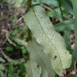 Polypodium falcatum auct. (Cyrtomium de Fortune)