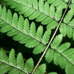 Photographie n°21444 du taxon Dryopteris remota (A.Braun ex Döll) Druce [1908]